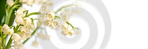 Lily of the valley flower blossom white panoramic background. May 1st, May Day web banner