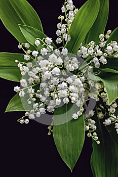 Lily of the valley flower bouquet on black background