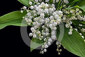 Lily of the valley flower bouquet on black background