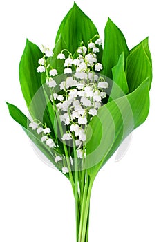 Lily of the valley flower bouquet on white background isolated close up, beautiful delicate may lilies flowers bunch, green leaves