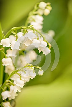 Lily of the valley flower close up, green nature background. May 1st Labor Day symbol