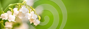 Lily of the valley flower close up, green nature panoramic background May 1st, May Day web banner