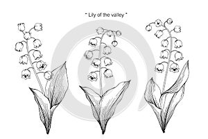 Lily of the valley flower drawing illustration. Black and white with line art.