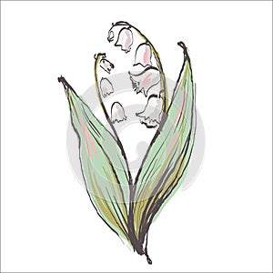 Lily of the valley flower drawing illustration. Color sketch with line art on white backgrounds