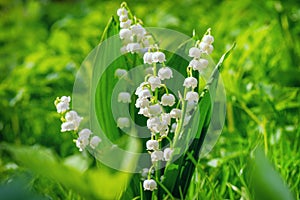 Lily of the valley. Flower Spring Sun White Green Background Horizontal.
