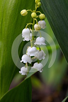 Lily of valley flower. White bell flower. Background close-up macro shot. Natural natural background with blooming lily of valley