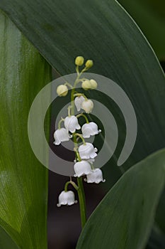 Lily of valley flower. White bell flower. Background close-up macro shot. Natural natural background with blooming lily of valley