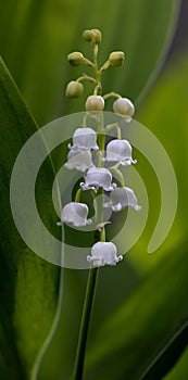 Lily of valley flower. White bell flower. Background close-up macro shot. Natural natural background with blooming lily of valley