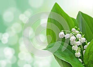 Lily-of-the-valley flowers