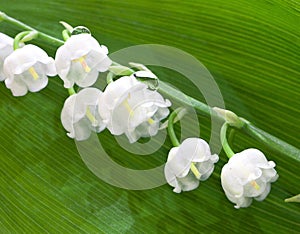 Lily of the valley flowers