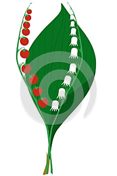 Lily of the valley flowers and fruits - illustration