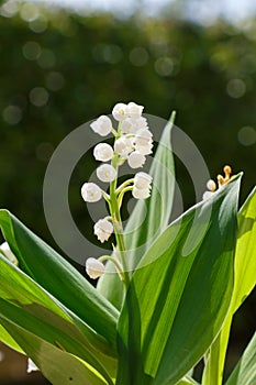 Lily of the valley flowers in a garden