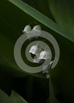Lily of the valley flowers