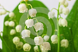 Lily of the valley flowers macro photo. Convallaria majalis also known as the American Lily of the valley, May bells