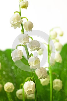 Lily of the valley flowers macro photo. Convallaria majalis also known as the American Lily of the valley, May bells