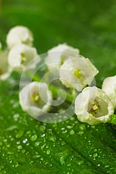 Lily of the valley flowers macro photo. Convallaria majalis also known as the American Lily of the valley, May bells