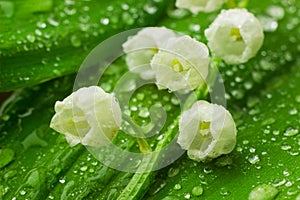 Lily of the valley flowers macro photo. Convallaria majalis also known as the American Lily of the valley, May bells