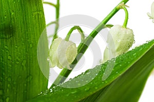 Lily of the valley flowers macro photo. Convallaria majalis also known as the American Lily of the valley, May bells