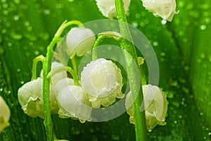 Lily of the valley flowers macro photo. Convallaria majalis also known as the American Lily of the valley, May bells