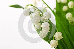 Lily of the valley flowers macro photo. Convallaria majalis also known as the American Lily of the valley, May bells