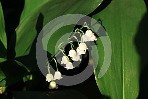 Beautiful spring background with lily of valley flowers.