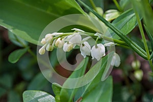 Lily of the valley in the forest