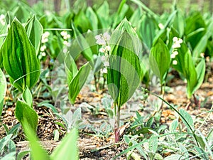 Lily of the valley on the forest floor. green leaves, white flowers. Early bloomers