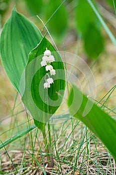 Lily of the valley on the forest floor. green leaves, white flowers. Early bloomers