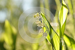 Lily of the valley in the forest on a sunnny spring morning