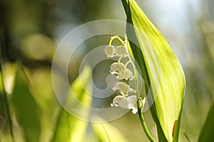 Lily of the valley in the forest on a sunnny spring morning