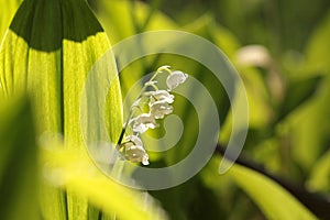 Lily of the valley in the forest on a sunnny spring morning