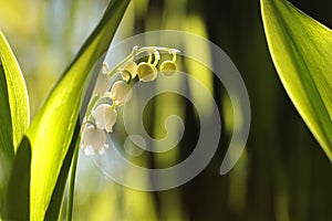 lily of the valley in forest on a sunnny spring morning close up fresh backlit by sun day poland