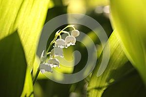 lily of the valley in forest on a sunnny spring morning close up fresh backlit by sun day poland