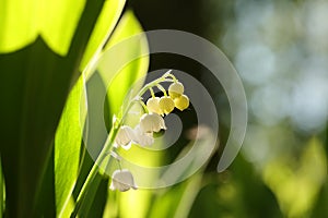 lily of the valley in the forest on a sunnny spring morning close up of fresh lily of the valley in the forest backlit by the