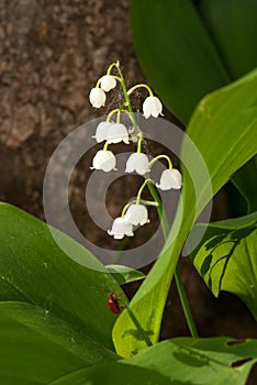 Lily of the valley fresh flower in the forest near tree trunk. selective focus macro shot with shallow DOF