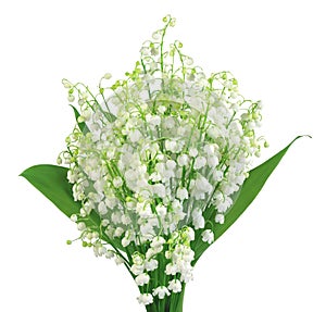 Lily of the valley isolated on white