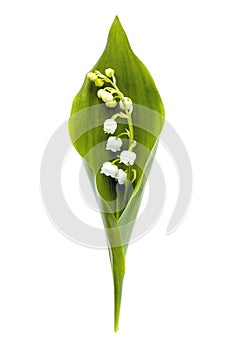 Lily-of-the-Valley Isolated on White