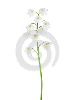 Lily of the Valley isolated on white background photo