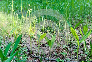 Lily of the valley leaves in the forest in sunset light