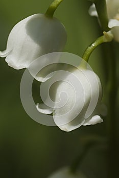 Lily of the valley