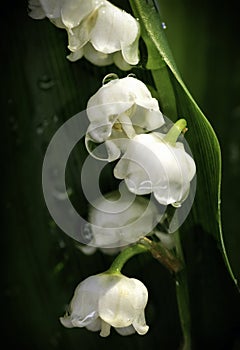 Lily of the Valley Macro