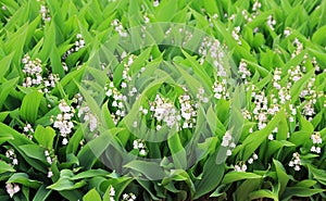 Lily-of-valley