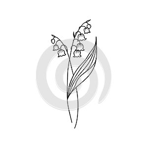 Lily of the Valley May Birth Month Flower Illustration