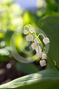 Lily of valley may-lily closeup. Beautiful white flowers in green garden. Freshness and purity concept. Nature close up.