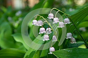 Lily of the Valley, mayflower, Spring, nature, flower, little bells