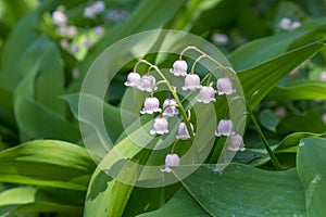 Lily of the Valley, mayflower, Spring, nature, flower, little bells