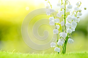 Lily of the valley. Nature flowers in sunny day