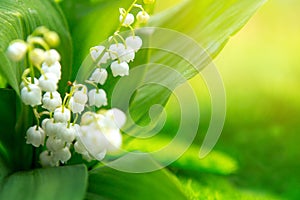 Lily of the valley. Nature flowers in sunny day