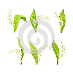 Lily of the Valley with Pendent Bell-shaped White Flowers on Green Stalk Vector Set