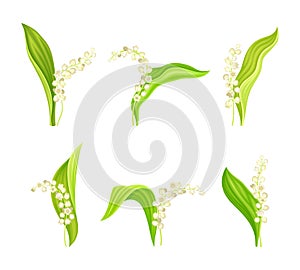 Lily of the Valley with Pendent Bell-shaped White Flowers on Green Stalk Vector Set